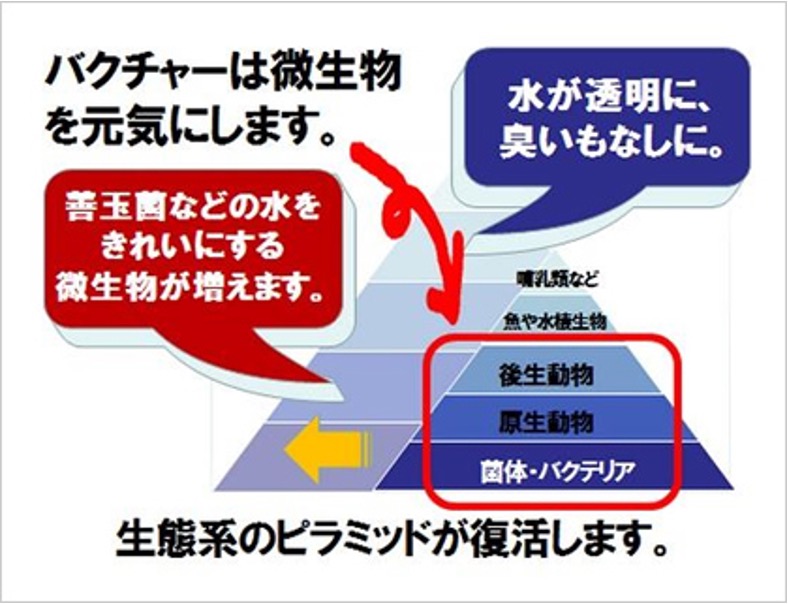 バクチャー ラインナップ 有限会社エール バクチャー ラインナップ 有限会社エール