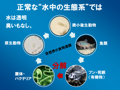 バクチャー | ラインナップ | マインドフルネスdays 有限会社エール