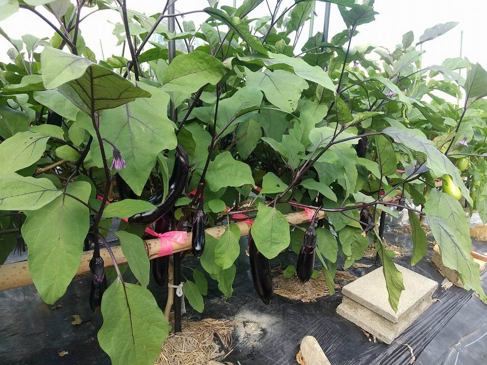 茄子の実が付きました。 | 第２回　秋の黒茄子・青茄子編 | しんさん農園日記 | マインドフルネスdays 有限会社エール