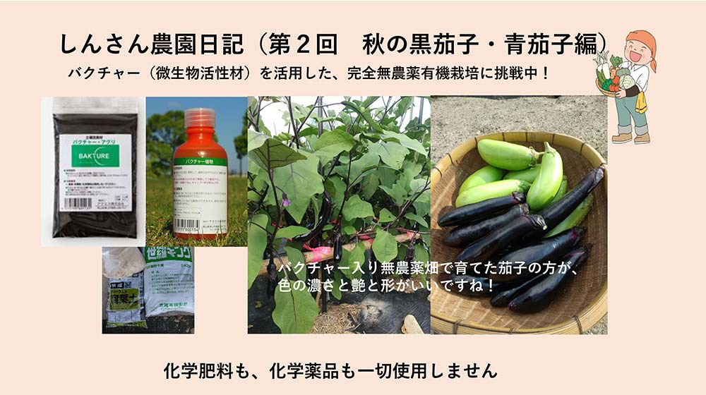 しんさんの農園日記を更新しました。（第２回　秋の黒茄子・青茄子編）