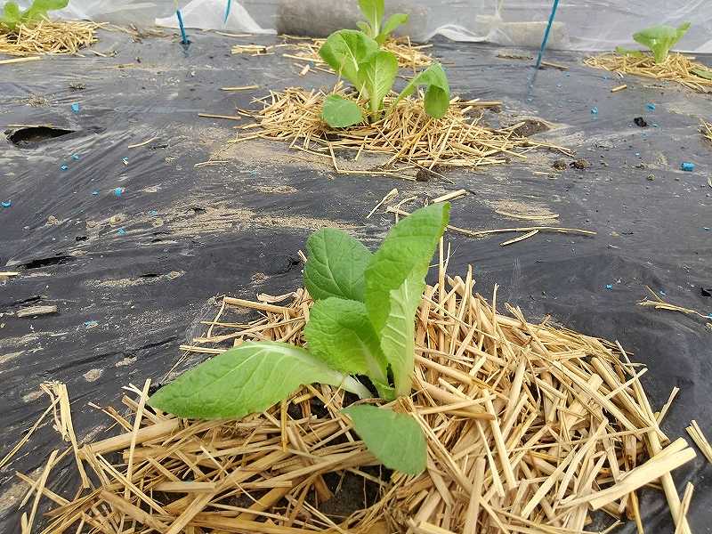 第３回　秋～冬野菜の土づくりと植え付け編 | マインドフルネスdays 有限会社エール
