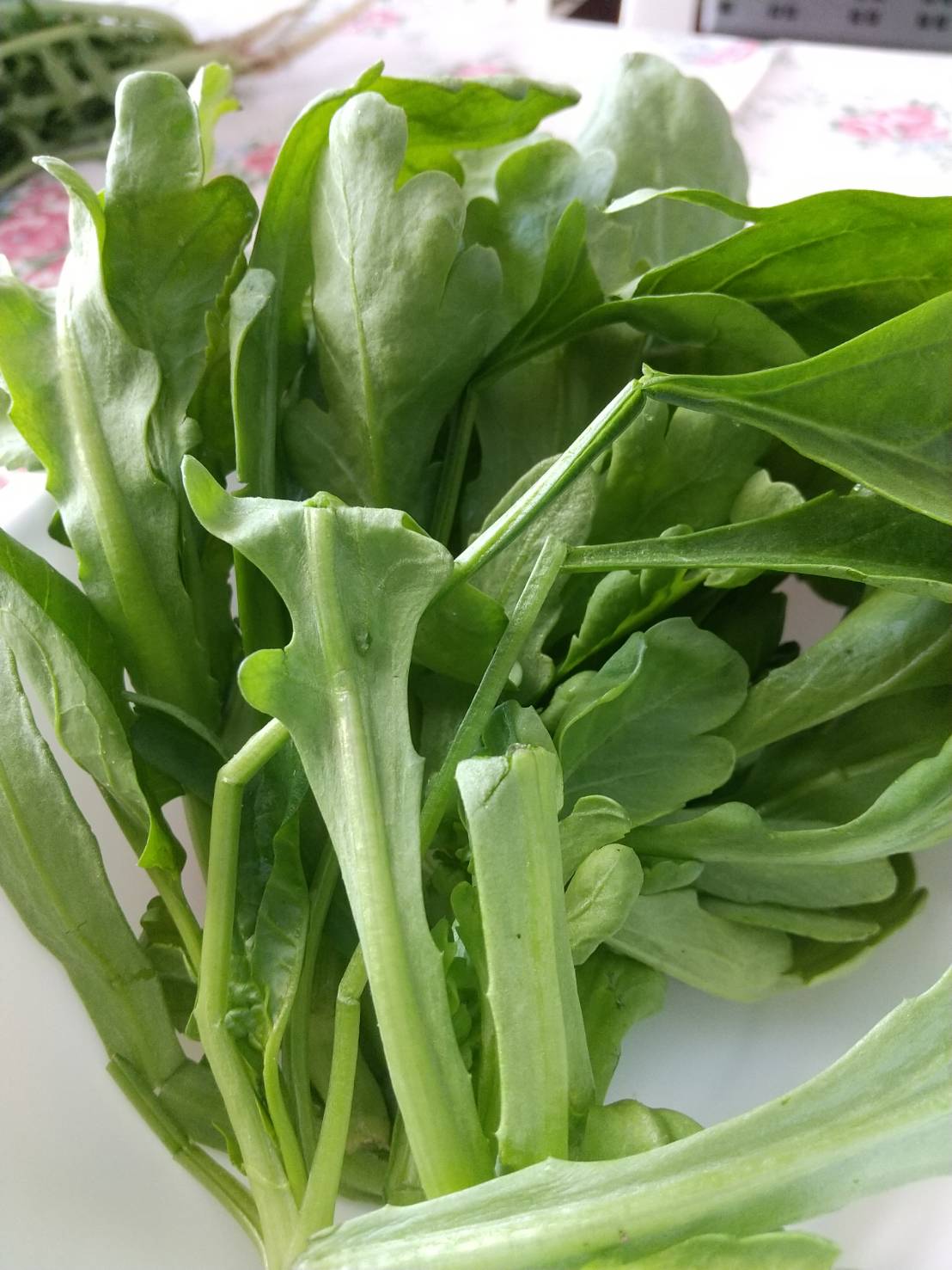 第４回　秋～冬野菜の土づくりと植え付け編 ２ | マインドフルネスdays 有限会社エール