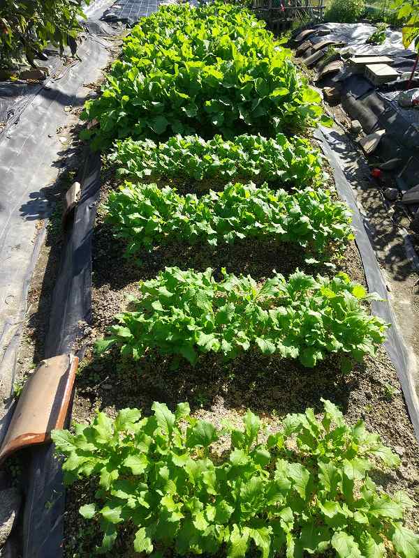 かなり密に育ったカブと大根 | 第４回　秋～冬野菜の土づくりと植え付け編 ２ | しんさん農園日記 | マインドフルネスdays 有限会社エール