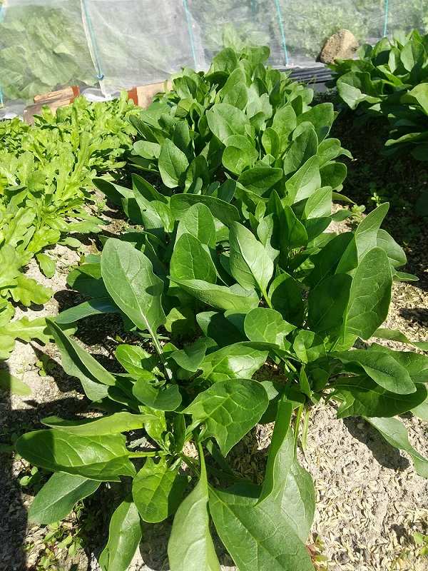 成長途中のほうれん草 | 第４回　秋～冬野菜の土づくりと植え付け編 ２ | しんさん農園日記 | マインドフルネスdays 有限会社エール