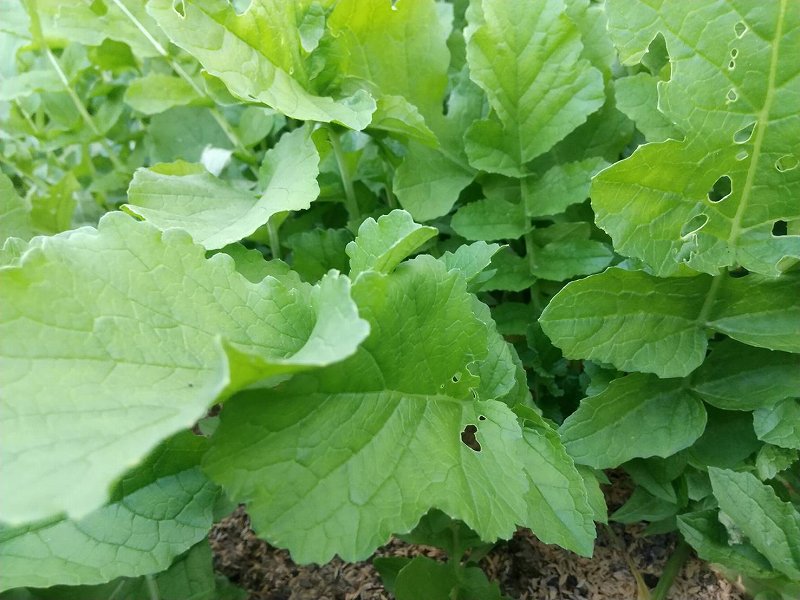 大根の間引き前 | 第４回　秋～冬野菜の土づくりと植え付け編 ２ | しんさん農園日記 | マインドフルネスdays 有限会社エール