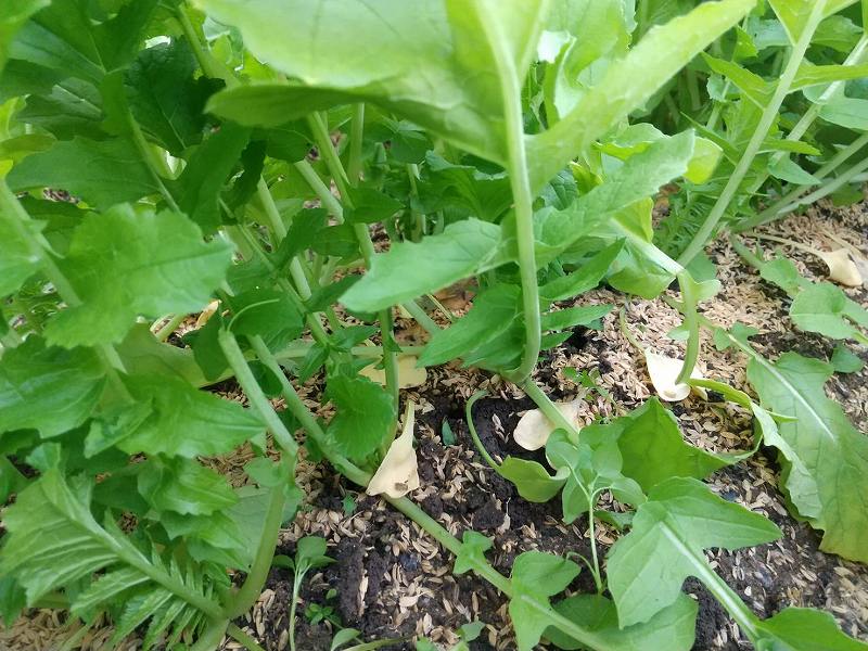 大根の間引き後 | 第４回　秋～冬野菜の土づくりと植え付け編 ２ | しんさん農園日記 | マインドフルネスdays 有限会社エール
