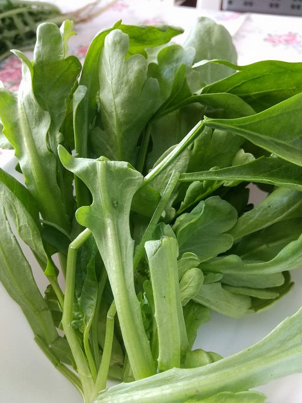 収穫した春菊です | 第４回　秋～冬野菜の土づくりと植え付け編 ２ | しんさん農園日記 | マインドフルネスdays 有限会社エール
