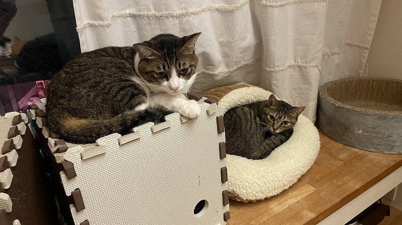 大きな足ポカクッション 猫２ | 有限会社エール