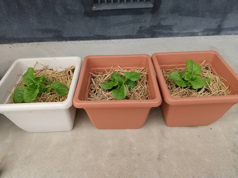 左から①基本培養土、②バクチャー入り 培養土、③バクチャー入り 培養土+バクチャー植物 | 第6回 レタス実験編 | しんさん農園日記 | マインドフルネスdays 有限会社エール