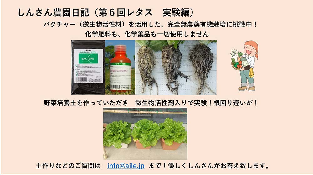 しんさん農園日記を更新しました。(第6回 レタス実験編)