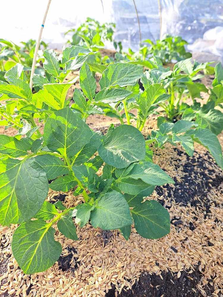 第７回　春野菜土づくり～植え付け編 | マインドフルネスdays 有限会社エール