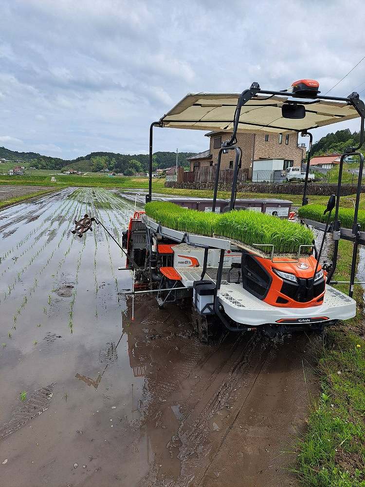 田植えの様子2 | しんさん農園日記 第８回 有機栽培米編