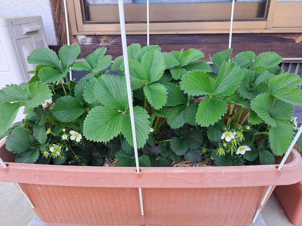 第９回  鉢植え野菜の比較実験編（微生物活性材有無による） | マインドフルネスdays 有限会社エール