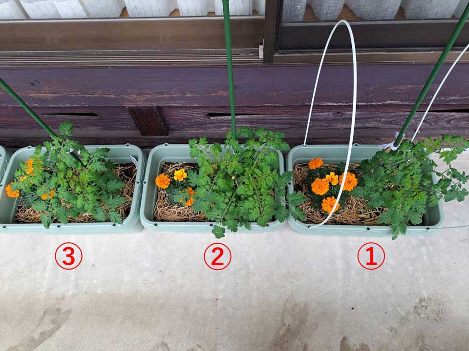 トマト | しんさん農園日記 第９回 鉢植え野菜の比較実験編 微生物活性材有無による