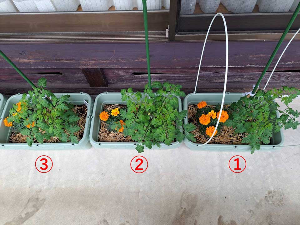 トマト | しんさん農園日記 第9回 鉢植え野菜の比較実験編 微生物活性材有無による