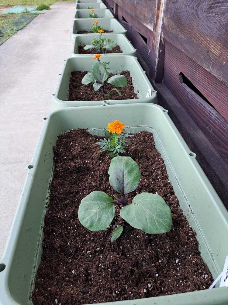 ナス | しんさん農園日記 第９回 鉢植え野菜の比較実験編 微生物活性材有無による
