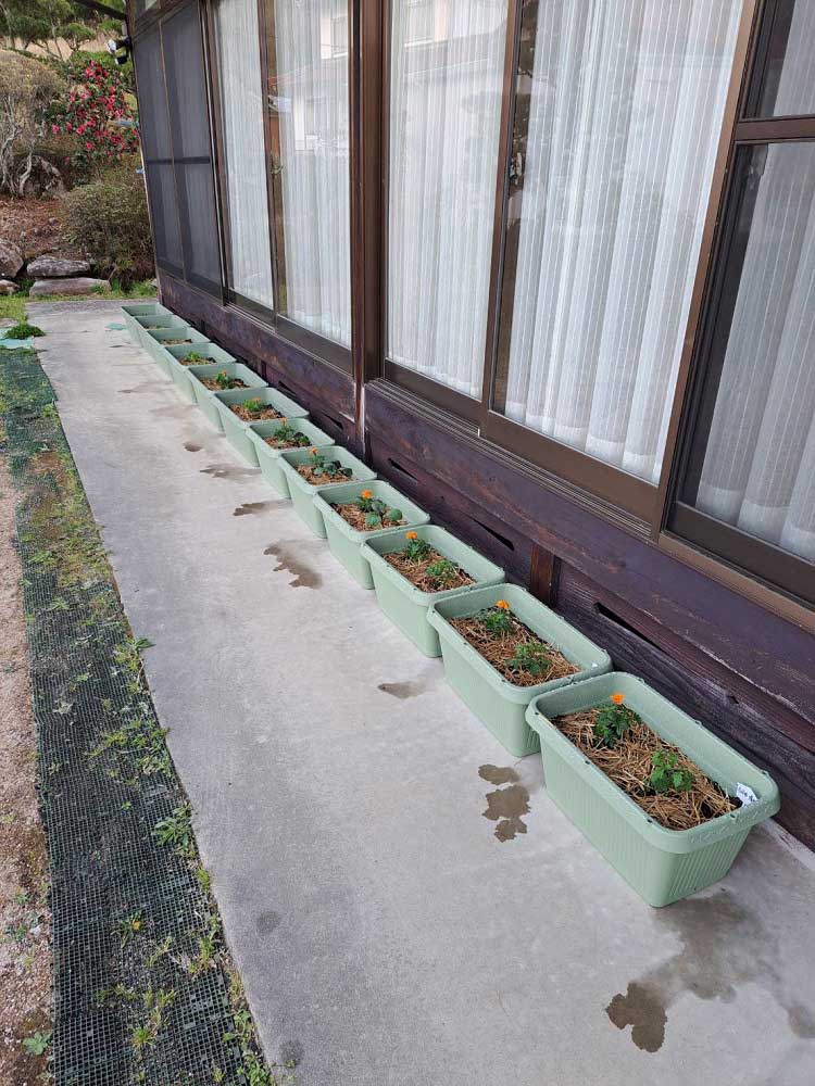 全体 | しんさん農園日記 第９回 鉢植え野菜の比較実験編 微生物活性材有無による