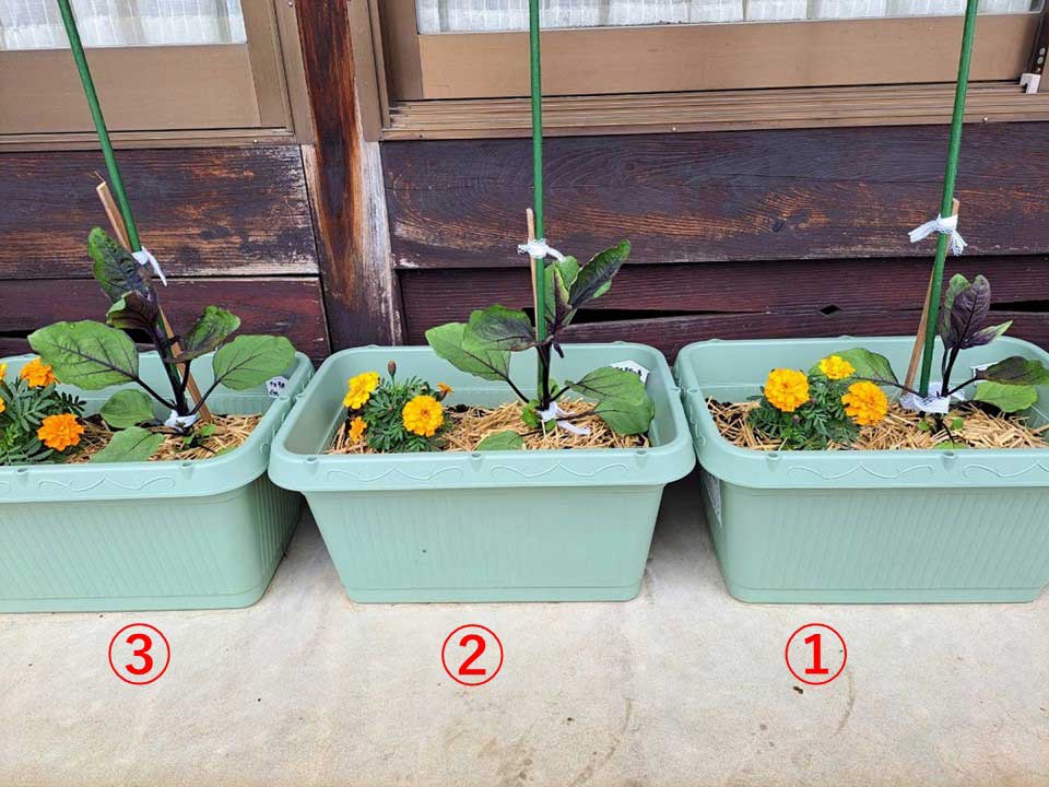 ナス1 | しんさん農園日記 第９回 鉢植え野菜の比較実験編 微生物活性材有無による