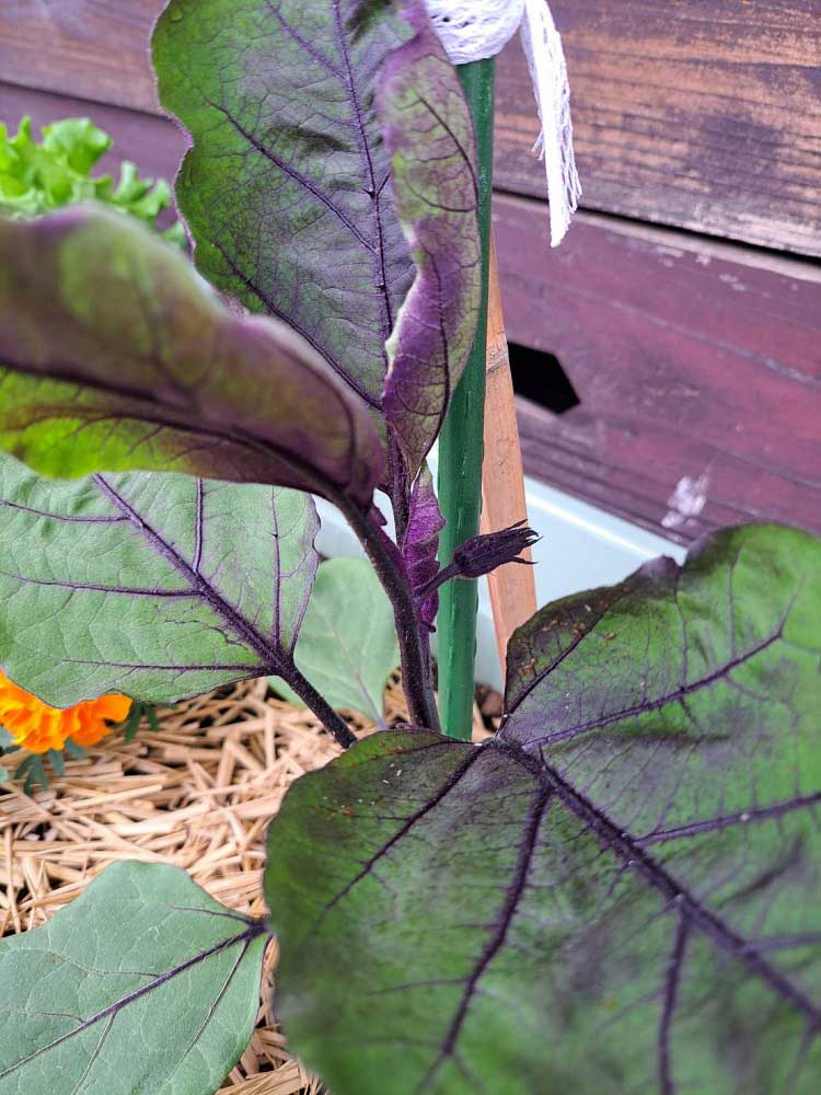 ナス2 | しんさん農園日記 第９回 鉢植え野菜の比較実験編 微生物活性材有無による