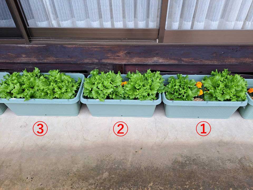 レタス | しんさん農園日記 第9回 鉢植え野菜の比較実験編 微生物活性材有無による