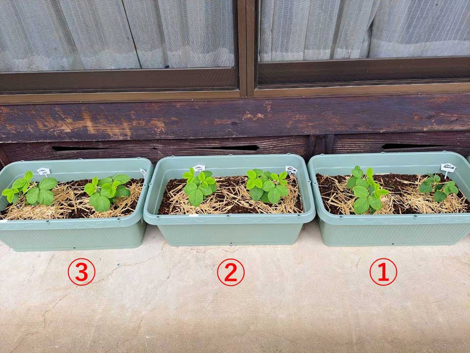 枝豆 | しんさん農園日記 第9回 鉢植え野菜の比較実験編 微生物活性材有無による