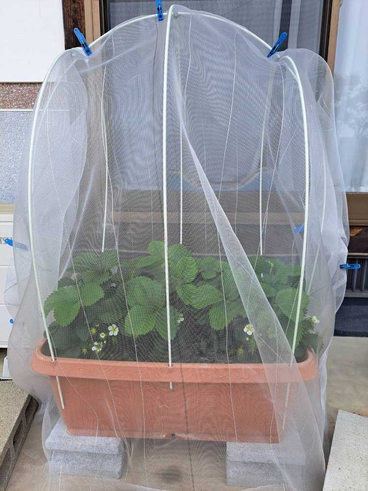 総括3 | しんさん農園日記 第９回 鉢植え野菜の比較実験編 微生物活性材有無による