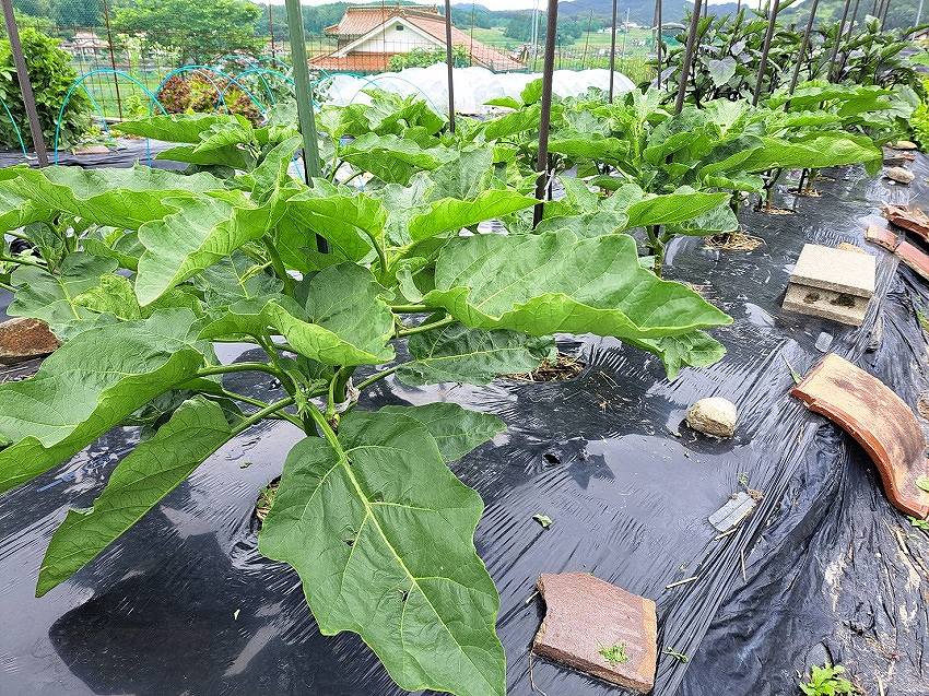 青茄子全体 | しんさん農園日記 第10回 畑野菜編
