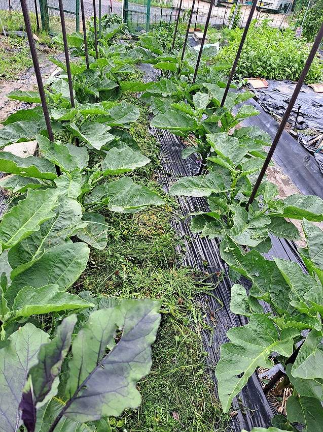 刈り草を半列分敷く | 第10回 しんさん日記 畑野菜編